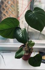 kleine monstera, Huis en Inrichting, Kamerplanten, Ophalen