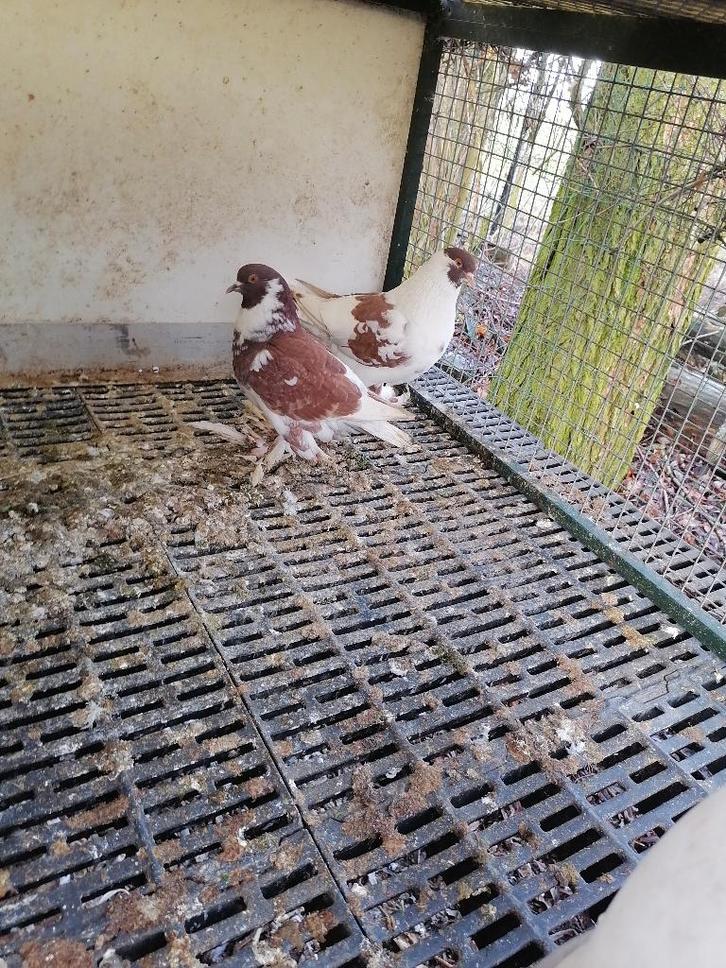 7 gentse kroppers, rood bavet en geel bavet, Dieren en Toebehoren, Pluimvee