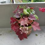 Plantes dans le jardin terrasse  un hiver c'est comme ça, Jardin & Terrasse, Enlèvement