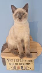 Britse korthaar lilac point, Kater, Gechipt, 0 tot 2 jaar