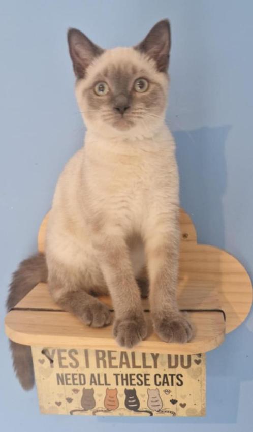Britse korthaar lilac point, Dieren en Toebehoren, Katten en Kittens | Raskatten | Korthaar, Kater, 0 tot 2 jaar, Gechipt, Ontwormd