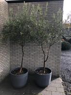 Olijfboom in stevige kunststof pot, Tuin en Terras, Planten | Bomen, Ophalen, Olijfboom