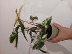 Syngonium Albo Variegata, Huis en Inrichting, Kamerplanten, Ophalen