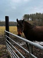 New Forrest pony merrie, Dieren en Toebehoren, Paarden, Merrie, Minder dan 160 cm, Met stamboom, 7 tot 10 jaar