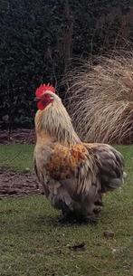 Cochin kriel haan, Dieren en Toebehoren, Pluimvee, Mannelijk, Kip