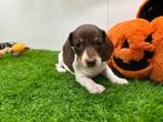 Nestje Dwergteckel pups, België, CDV (hondenziekte), 8 tot 15 weken, Korthaar