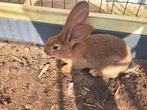 Vlaamse reus - beiden rammelaars, Dieren en Toebehoren, Konijnen