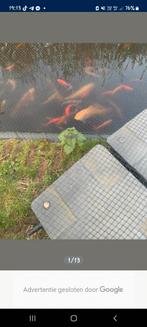 Vissen voor vijver buiten, Animaux & Accessoires, Poissons | Poissons d'aquarium