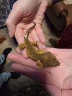 Jonge wimpergekko, Dieren en Toebehoren, Hagedis, Tam, 0 tot 2 jaar