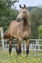 Prachtig Portugees veulen, Hengst, Onbeleerd, Gechipt, 0 tot 2 jaar