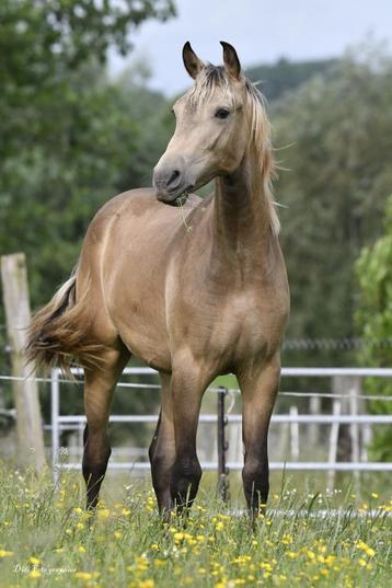 magnifique poulain portugais, Étalon, Non dressé, Vermifugé, 0 à 2 ans