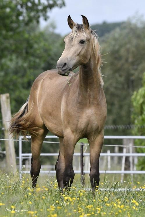 Prachtig Portugees veulen, Dieren en Toebehoren, Paarden, Hengst, Onbeleerd, 0 tot 2 jaar, Gechipt, Ontwormd