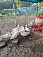 Kwakers, Dieren en Toebehoren