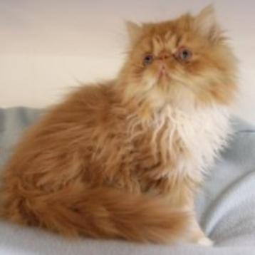 Prachtige Exotic Longhair te koop (Belgisch), Dieren en Toebehoren, Kater, Gechipt, 0 tot 2 jaar