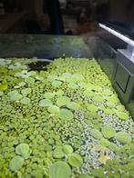 Portie drijfplanten 3€ guppygras 3€, Jardin & Terrasse, Étangs, Enlèvement, Comme neuf