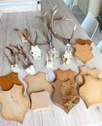 Lots trophée de chasse, Enlèvement ou Envoi