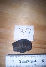 Des fossiles épirifiants (et NR4), Collections, Enlèvement ou Envoi