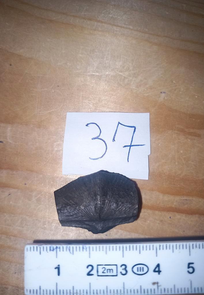 Des fossiles épirifiants (et NR4), Collections, Minéraux & Fossiles, Enlèvement ou Envoi