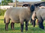 Raszuivere Hampshire Down ram, Dieren en Toebehoren, Schapen, Geiten en Varkens, Mannelijk, Schaap, 0 tot 2 jaar