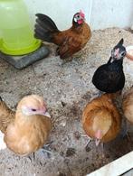Mooie Java krielen beschikbaar, Dieren en Toebehoren