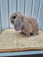 Nederlandse hangoordwerg ram, Dieren en Toebehoren, Konijnen, Mannelijk, Dwerg, Hangoor, 0 tot 2 jaar