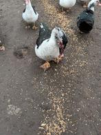 Barberie eenden 4 stuks mannelijk, Mannelijk, Eend