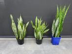 sansevieria, Ophalen, Halfschaduw, In pot, Minder dan 100 cm