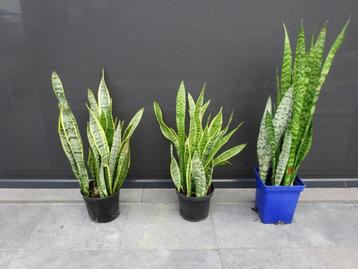 sansevieria beschikbaar voor biedingen