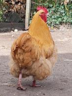Jonge Orpington haan. Gratis, Mannelijk, Kip