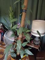 EPPIPREMNUM CED BLUE groene kamerplant, Ophalen, Overige soorten, Halfschaduw, In pot