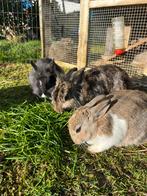 9 lieve dwergkonijntjes, Dieren en Toebehoren, Konijnen, Meerdere dieren, Dwerg, 0 tot 2 jaar