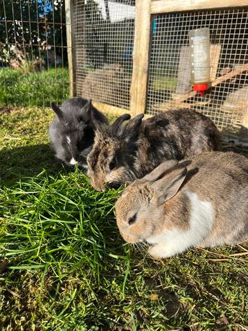 9 lieve dwergkonijntjes beschikbaar voor biedingen