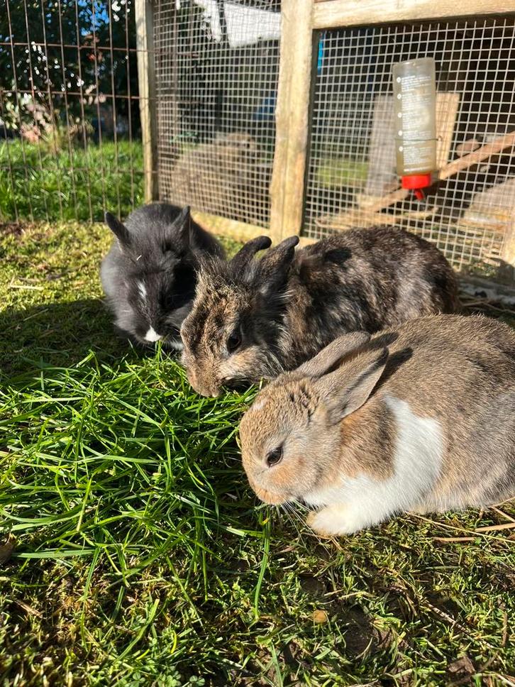 9 lieve dwergkonijntjes, Dieren en Toebehoren, Konijnen, Dwerg, Meerdere dieren, 0 tot 2 jaar