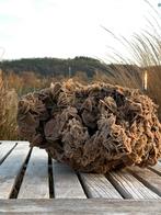 Grote woestijnroos, Ophalen, Gebruikt