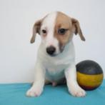 Jack Russell - Belgisch pups te koop, CDV (hondenziekte), 8 tot 15 weken, Meerdere dieren, België