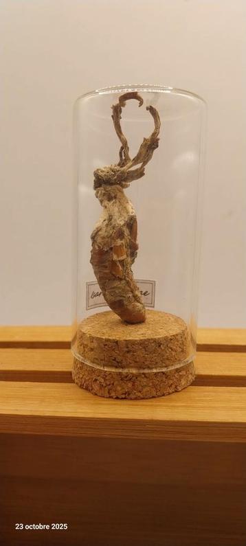 Zombie-paddenstoel met sprinkhaan  beschikbaar voor biedingen