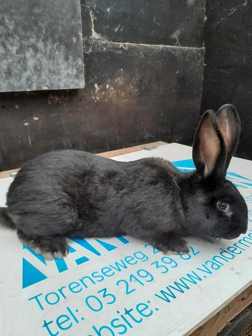 Lotharinger Rammelaar zwart, Dieren en Toebehoren, Konijnen, Groot, 0 tot 2 jaar