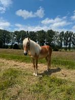 Haflinger 2 jarige hengst en hengstenveulen, Dieren en Toebehoren, Hengst, M