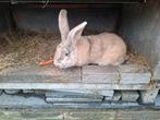 Duitse reuzen rammen, Dieren en Toebehoren, Konijnen