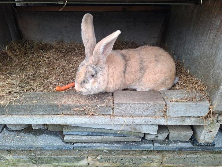 Duitse reuzen rammen, Dieren en Toebehoren, Konijnen