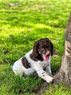 Verliefd op labradoodle, kies voor de italiaanse waterhond, België, Overige rassen, CDV (hondenziekte), 8 tot 15 weken