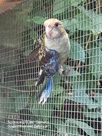 Bleekkoprosella, Dieren en Toebehoren, Vogels | Parkieten en Papegaaien, Geringd