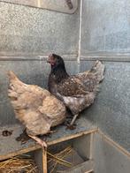 Legikken, Dieren en Toebehoren, Pluimvee, Kip