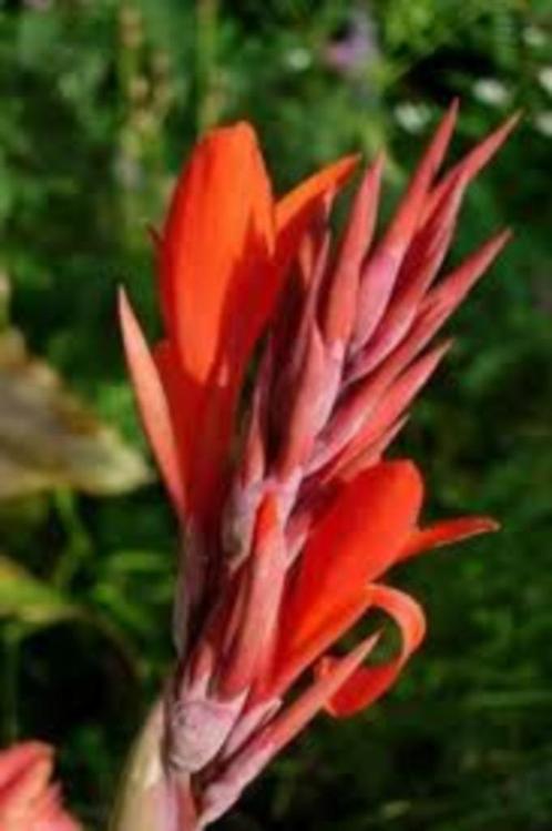 canna bloemriet rhizomen knollen, Tuin en Terras, Planten | Tuinplanten, Vaste plant, Overige soorten, Volle zon, Zomer, Ophalen of Verzenden