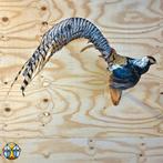 Opgezette kleurrijk mannetjes LadyAmherst fazant taxidermie, Ophalen of Verzenden, Zo goed als nieuw, Vogel, Opgezet dier