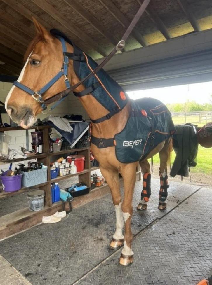 BEMER Horse Set – deken, beenbeschermers en nekkap, Dieren en Toebehoren, Paarden en Pony's | Dekens en Dekjes, Zo goed als nieuw