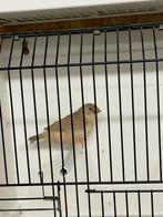 Bruin zwartborst split oranjeborst zebravink popje, Femelle, Oiseau tropical, Bagué