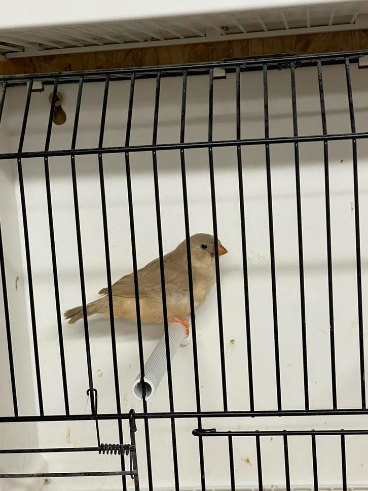 Bruin zwartborst split oranjeborst zebravink popje, Animaux & Accessoires, Oiseaux | Oiseaux Autre, Oiseau tropical, Femelle, Bagué