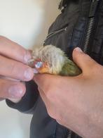 Baby pyrrhura's super tam thuis opgegroeid, Dieren en Toebehoren, Vogels | Parkieten en Papegaaien, Meerdere dieren, Papegaai