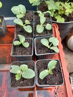 Butternutt, Tuin en Terras, Planten | Tuinplanten, Ophalen